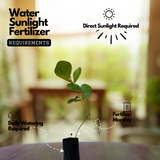 Palash / Flame Of The Forest (Butea Monosperma) Ornamental/Medicinal Live Plant (Home & Garden)