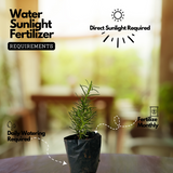 Rosemary Plant / Gulmehendi (Salvia rosmarinus) Flowering / Ornamental / Medicinal Live Plant (Home & Garden)