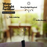 Japanese Babugosha Plant (Pyrus communis.) Fruit Live Plant (Home & Garden)