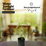 Flowering Plant Birth Star: Pooyam (Plant: Pichi Poo / Jasminum angustifolium) Flowering/Ornamental Live Plant (H&G)