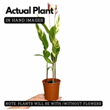 Heliconia / Varigated(Genus Heliconia) Flowering/Ornamental Live Plant (Home n& Garden)