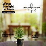 Arutha / Common Rue / Herb-of-Grace (Ruta Graveolens) Medicinal / Flowering Live Plant (Home & Garden)