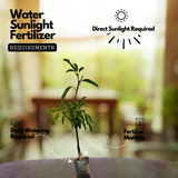 Moovandan Mango (Grafted) (Mangifera indica) Fruit Live Plant (Home & Garden)