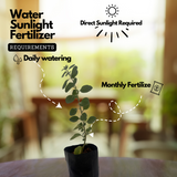 Aerva Lanata/Cheroola Medicinal Live Plant(Home & Garden)