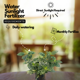 Polka Dot Plant (Hypoestes phyllostachya) Ornamental Live Plant (Home & Garden)