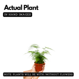 Asparagus Plumosus Live Plant (Home & Garden)