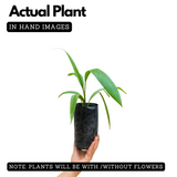 Lemba Fruit (Curculigo Capitulata) Seedling Fruit Plant (Home & Garden Plants)