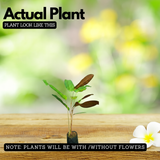 Calathea Lutea Red/ Wheat Calathea Lutea - Ornamental Live Plant (Home & Garden)