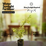 Ficus Starlight, Ficus benjamina Ornamental Live Plant (Home & Garden)