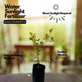 Malayalam Zodiac Sign (Rashi)– Chingam (Leo) Plant: Ber Apple / Indian Jujube / Ilanthapazham (Ziziphus mauritiana) Fruit Live Plant (Home & Garden)