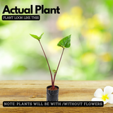 Alocasia Black Stem Live Plant | Exotic Tropical Foliage Plant with Dark Black Stem | Indoor & Outdoor Ornamental Plant for Home & Garden