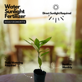 Nutmeg / Jaathi (Seedling) ( Myristica fragrans ) Fruit/Medicinal Live Plant (Home & Garden)