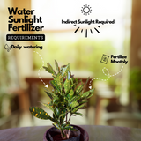 Limbu croton (Codiaeum variegatum) Ornamental Live Plant (Home & Garden)