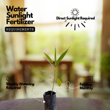 Anali Vegam (Alstonia Venenata) Flowering / Medicinal Live Plant (Home & Garden)