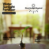 Robusta Banana Fruit Live Plant (Home & Garden)