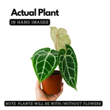 Crystal Anthurium (Anthurium crystallinum)