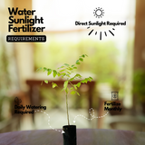 Star Gooseberry / Arinelli Fruit Live Plant (Home & Garden)