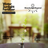 Savannah Cherry (Eugenia Calycina) Seedling Fruit Plant (Home & Garden Plants)