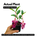 Medinilla plant(Medinilla magnifica)(Home & Garden)