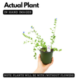 Vishnu kranthi(Dwarf Morning-glory)Live Plant (Home & Garden)