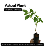 Golden Berry plant(Physalis peruviana)Fruit Live Plant (Home & Garden)