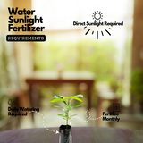 Garcinia Amazonica Seedling Fruit Plant (Home & Garden Plants)