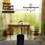 Israel Athi / Anjeer / Israel Fig Fruit Live Plant (Home & Garden)