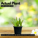 Dove Tail Orchid (Xiphidium caeruleum) Flowering/Ornamental Live Plant (Home & Garden)