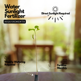 Kadamb / Kadam Tree (Neolamarckia Cadamba) Cadamba / Burflower Tree Ornamental Plant Home & Garden