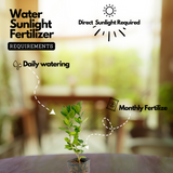 Seedless Lemon (Citrus limon) Fruit/Ornamental Live Plant (Home & Garden)