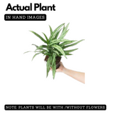 Aglaonema Cutlass Plant (Chinese Evergreen)Live Plant (Home & Garden)