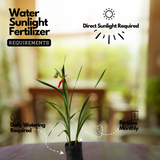 Gladiolus / Natal Lily / Sword Lily Flowering / Ornamental Live Plant (Home & Garden)