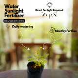 Flowering Plant Birth Star: Atham (Plant: Mukkutti / Little Tree Plant / Biophytum sensitivum) Medicinal / Flowering Live Plant (H&G)