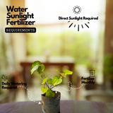 Vettila/Betel (Piper Betle) Leaf (Magai Paan)/Betel (Piper Betle) Leaf (Magai Paan) Ornamental / Medicinal Live Plant (Home & Garden)