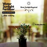 Lilly Pilly (Syzygium australe) Fruit Live Plant (Home & Garden)