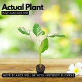 Calathea Lutea Variegated - Ornamental Live Plant (Home & Garden)