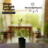 Sri Lankan Mulla (Jasminum multiflorum) Flowering/Ornamental Live Plant (Home & Garden)