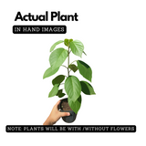 Cordia Sebestena Geiger Tree(Avenue Tree) Live Plant (Home & Garden)