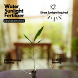 True Cardamom / Elakka / Elaichi (Elettaria cardamomum) Medicinal / Ornamental / Spice Live Plant (Home & Garden)