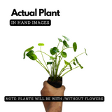 Water Pennywort (Hydrocotyle vulgaris) Aquatic Live Plant (Home & Garden)