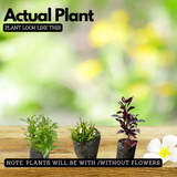 Vertical Plants Combo – Alternanthera Green, Alternanthera Purple & Star Grass (Hemigraphis repanda) | Pack of 9 Live Plants (3 Each) | Ideal for Vertical Garden & Landscape