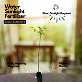 Birth Star : Hasta|Atham|Astham (Plant: Ambazham-Spondias Pinnata |Azadirachta Indica|Jasminum Grandiflorum) (Home & Garden)