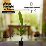 Heliconia Wagneriana (genus Heliconia) Flowering/Ornamental Live Plant (Home & Garden)