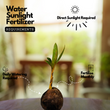 Yellow Coconut / Chenthengu (Cocus nucifera) Fruit Live Plant (Home & Garden)