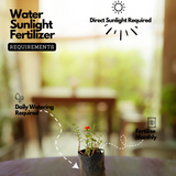 Pathumani Plant / Moss Rose / Portulaca / Ten o'clock flower Flowering Live Plant (Home & Garden)