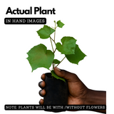 Cambodian Grape(Ampelocissus martini) Live Plant (Home & Garden)