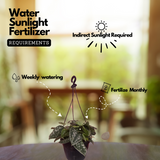 Scindapsus Silver/ Satin Pothos (Scindapsus pictus) Ornamental Live Plant with Hanging (Home & Garden)