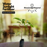 Malayalam Zodiac Sign (Rashi)– Thulam (LIbra) Plant: Elanji Plant (Mimusops Elengi) Live Plant (Home & Garden)