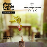 Red Diamond Guava (Layered) (Psidium guajava ) Fruit Live Plant (Home & Garden)