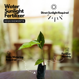 Heliconia (Any Colour) (Genus Heliconia) Flowering/Ornamental Live Plant (Home & Garden)